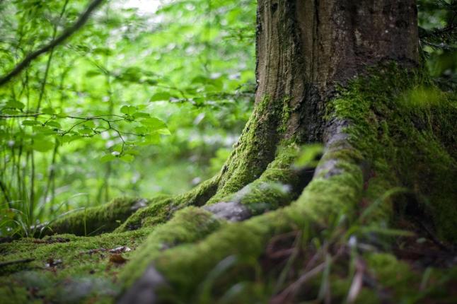 Urbanisme, gestion de la forêt et des terrains agricoles, Environnement