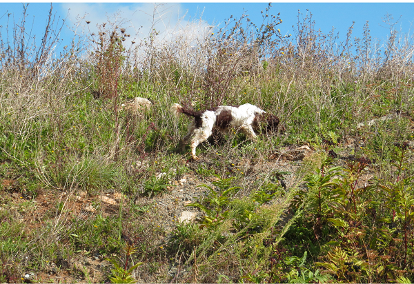 Chasse Pierre Plantée