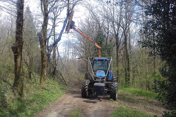 Le lamier en plein travail