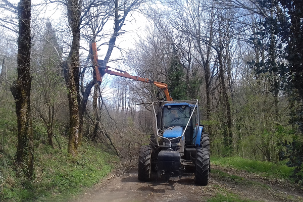 Le lamier en plein travail