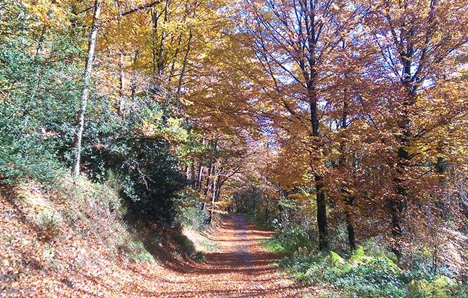 Chemin en automne